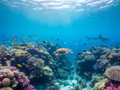 Under the Coral Canopy
