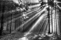 Cathedral of Light