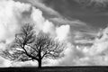 The Silent Witness